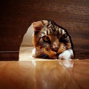 호기심은 고양이를 죽이지 않았다. 오히려 강하게 만들 뿐...