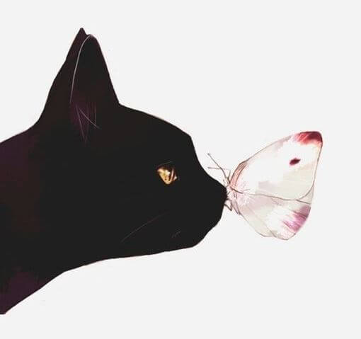 고양이 나비