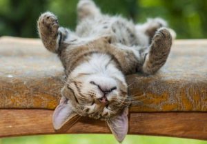 낮잠의 4가지 심리적 혜택