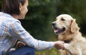 개들은 어떻게 얼굴을 알아볼까?