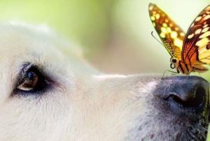 왜 감정이 이성보다 우리에게 더 큰 영향을 미치는가?