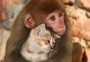 동물을 사랑해 본 적이 없다면 제대로 산 것이 아니다