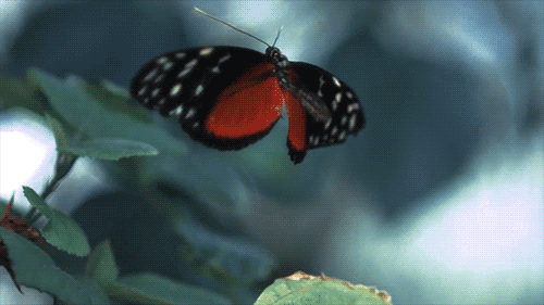움직이는 나비