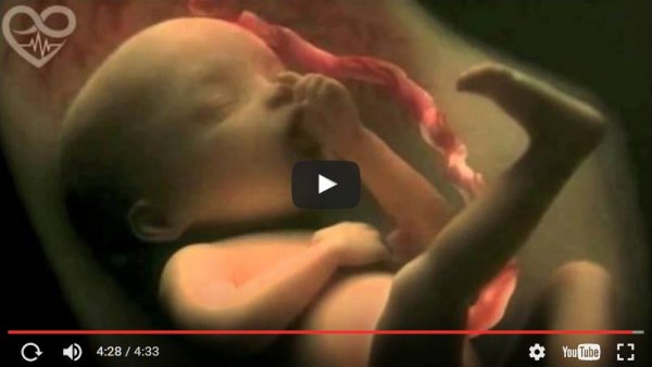 수정과 임신에 대한 아름다운 영상