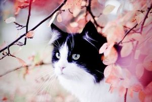 점박이 고양이와 제비 시나 이야기