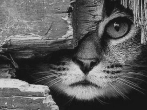 점박이 고양이와 제비 '시나' 이야기