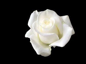 소피 숄: 하얀 장미로 히틀러에게 대항한 여인