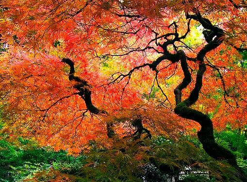 도교에서 말하는 정화의 나무