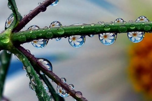 이슬에 맺힌 꽃