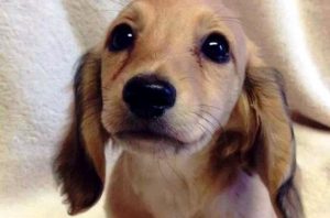 동물의 눈에는 독특한 언어가 담겨있다