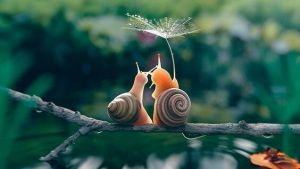 느리게 살기 운동: 느릴 수록 더 좋다