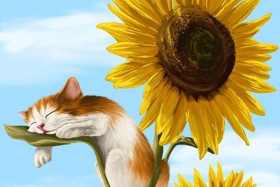 해바라기 고양이