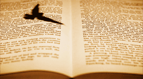 책 위를 나는 새: 똑똑한 사람들은 친구가 적다