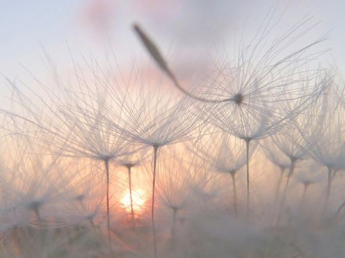 민들레