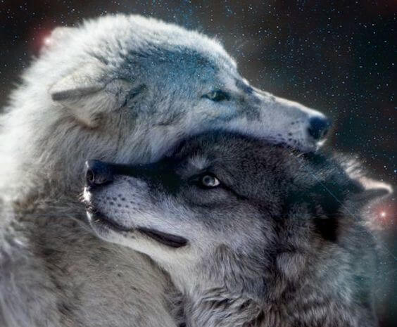 회색 늑대