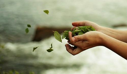 나뭇잎과 손