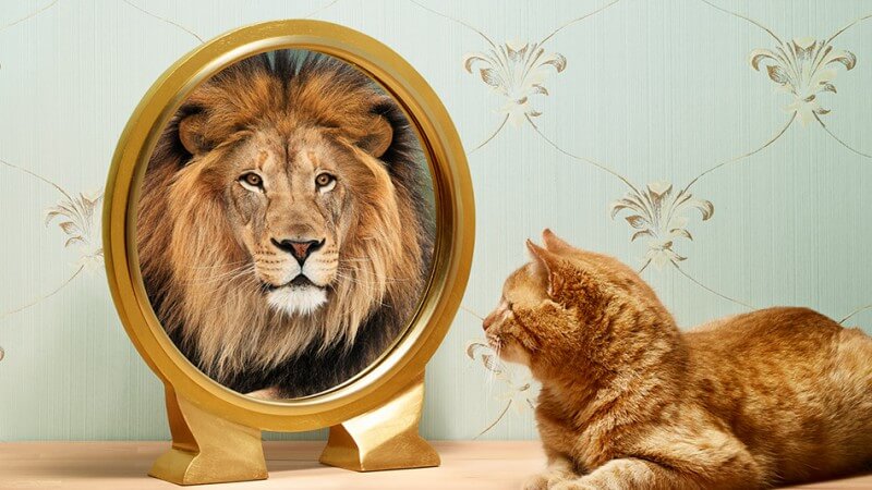 고양이가 거울에 비친 자신의 사자 모습을 보는 사진