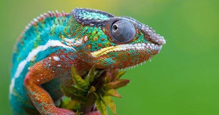 사회적 카멜레온