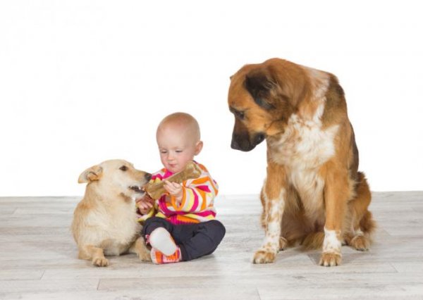 두마리 개와 한 아기의 사진