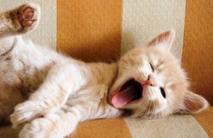 하품: 우리의 일상적인 하품은 어떤 의미를 갖고 있을까?