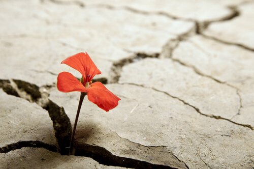 땅 균열 사이에 핀 빨간 꽃 사진