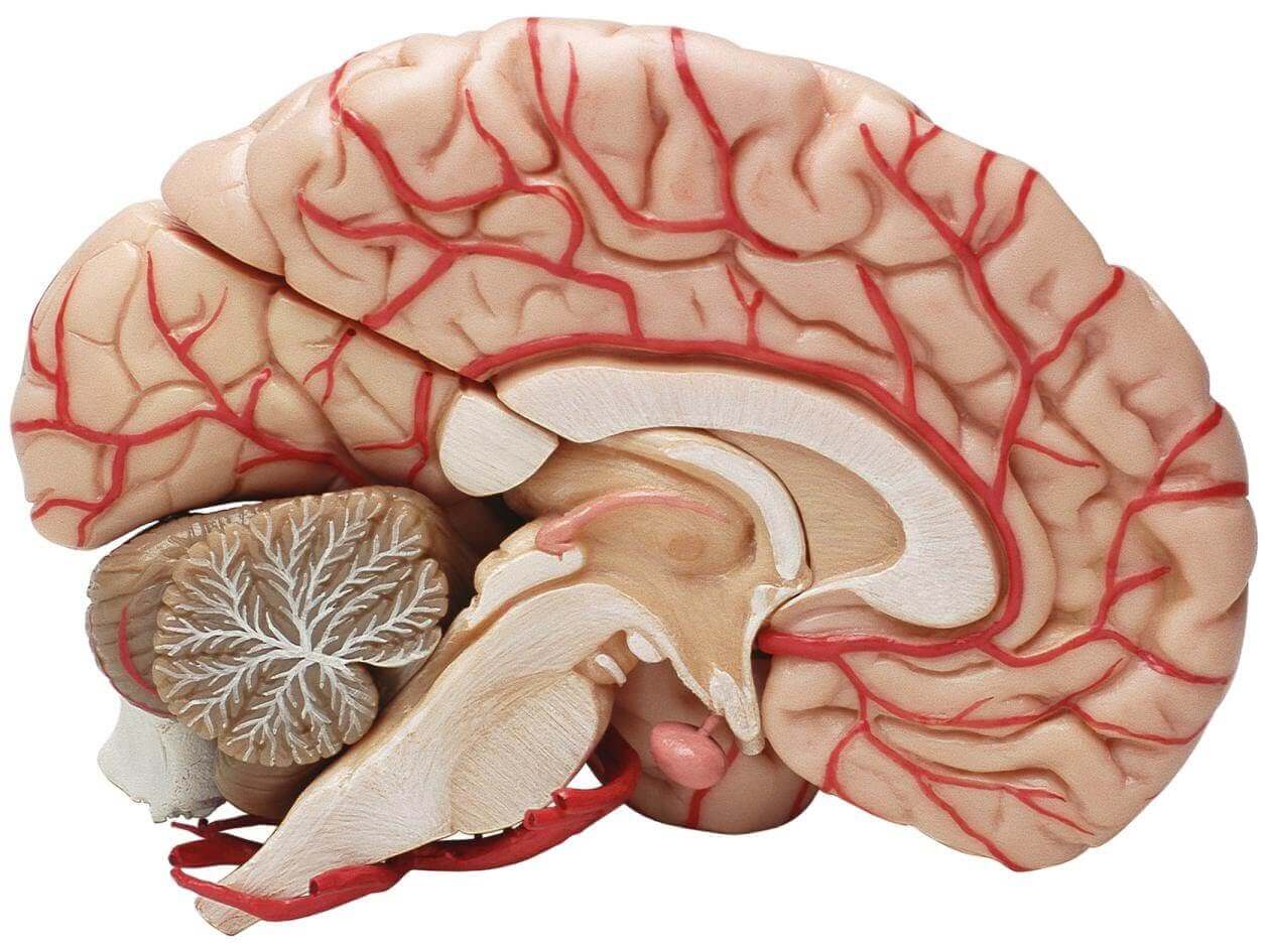 뇌 모형
