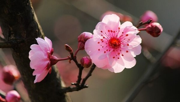 벚꽃 나무: 내적 평온에 도달하기 위한 9가지 불교 격언