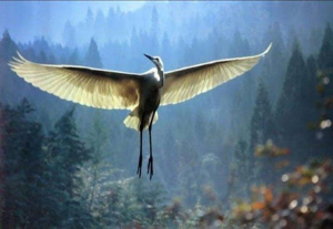 노인과 학의 감동적인 이야기: 지혜의 삶