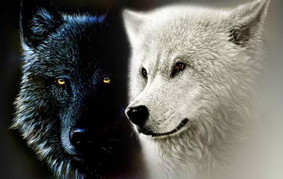 체로키 인디언의 전설: 두 늑대 이야기 그리고 내면의 힘