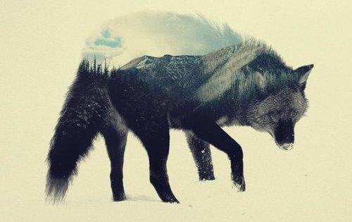 황야의 늑대: 성찰에 도움이 되는 헤르만 헤세의 책