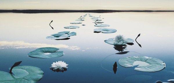 연꽃이 놓인 연못