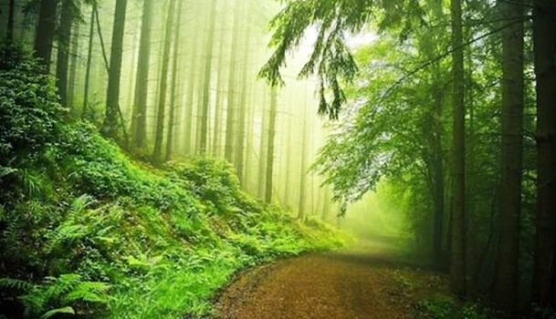 숲 테스트는 정신분석에서 어떤 위치에 있을까?