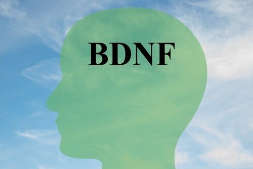 건강한 뇌세포를 위해 BDNF 증가시키는 법