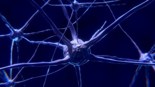 신경 세포: 무엇이고 어떻게 작동하는가?