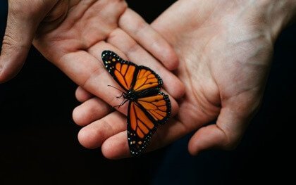 손과 나비