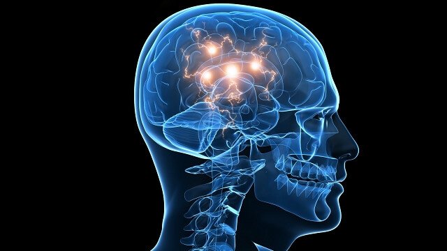 인간의 두뇌와 신경