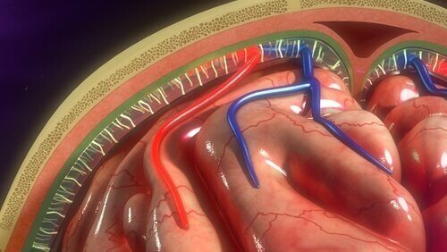 뇌척수막의 구조와 기능