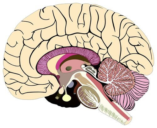 뇌척수막의 구조