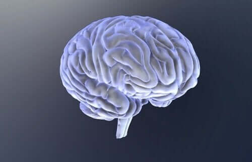두뇌 3D입체