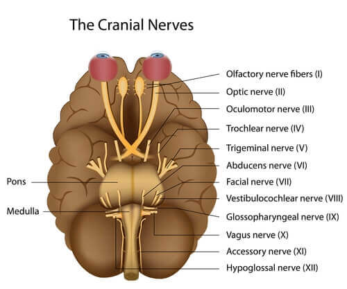 뇌 신경 - 뇌 신경계 쌍 12개의 모습