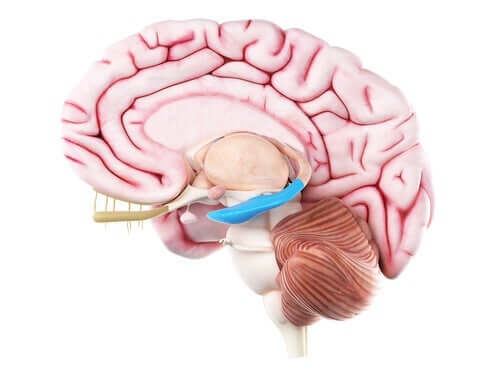 해마의 뇌