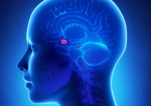클뤼버 부시 증후군 - 뇌 모습 3