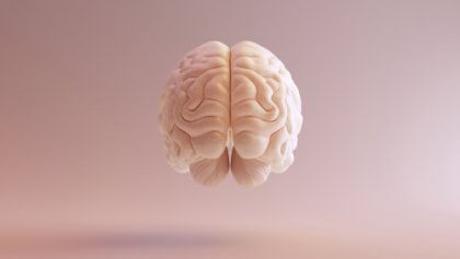 뇌 모습 2