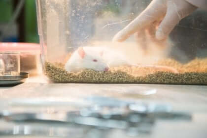 쥐 공원 실험 02