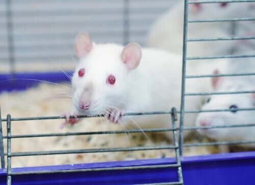 쥐 공원 실험: 중독에 관한 연구