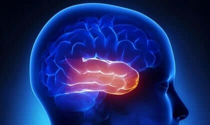 클뤼버 부시 증후군 - 뇌의 모습 2