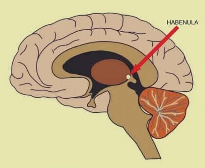 실망이 뇌를 아프게 한다