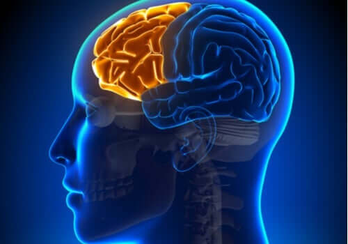 집행기능장애증후군: 전두엽이 실패할 때