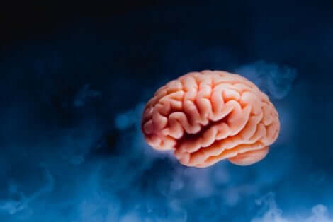 우리 뇌에 지방이 많은 이유는 무엇일까?