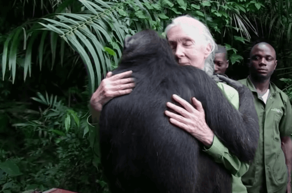 제인 구달: 세계적인 침팬지 전문가의 탄생